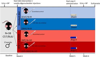 Divergent cardiac and renal effects of miR-181c-5p inhibition in a rodent heart failure model